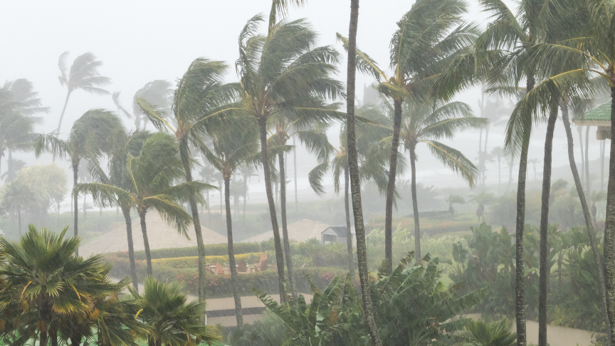 Palm trees in heavy wind and rain conditions